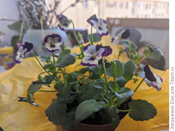 Навестила подаренную в марте рогатую фиалку.