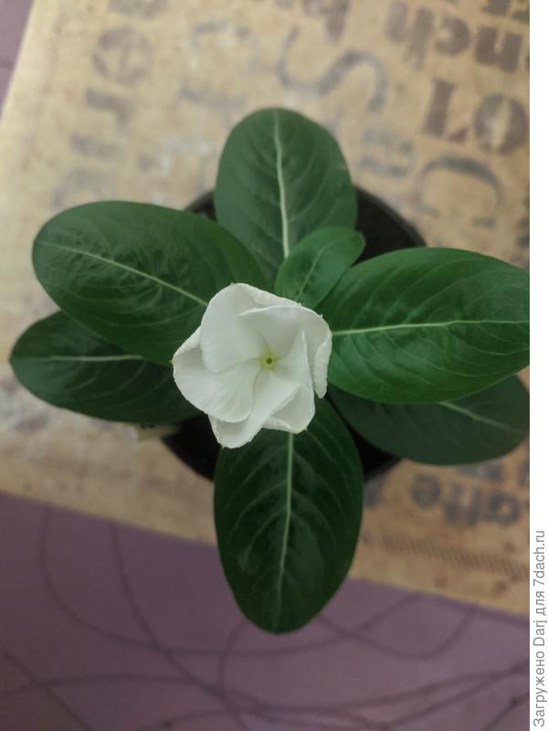 Катарантус зацвёл.