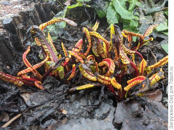 Щавель &quot;кровавая Мэри&quot;