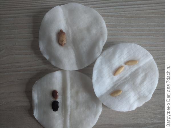 А вот арбуз, момордика и армянский огурец уже три дня думают.