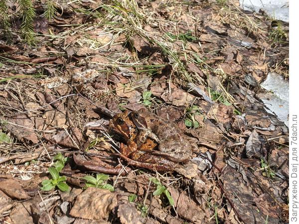 Шмемь и лягухи