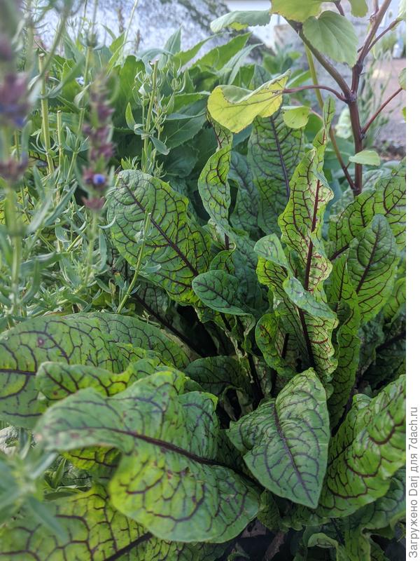 Она же в октябре. Есть такой же щавель под названием &quot;красные узоры&quot;. Для эстетов:)