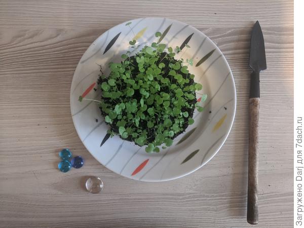 Колокольчик карпатский