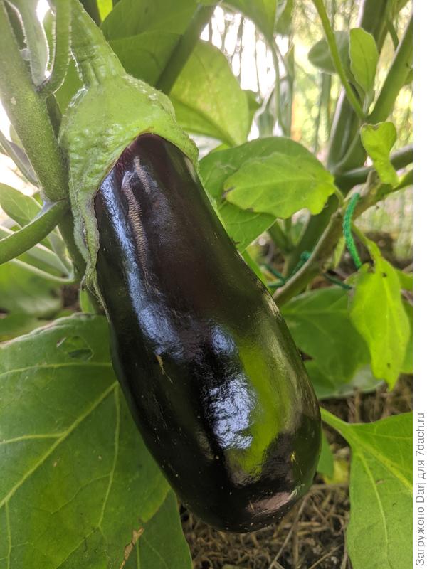 10 августа. Первый.