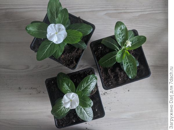 Катарантус