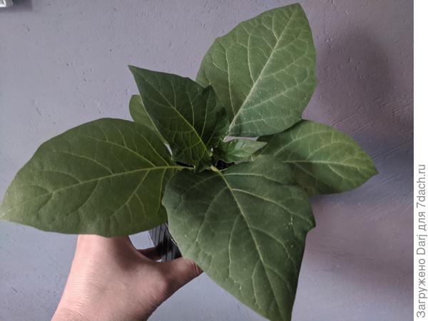 Дурман (датура)