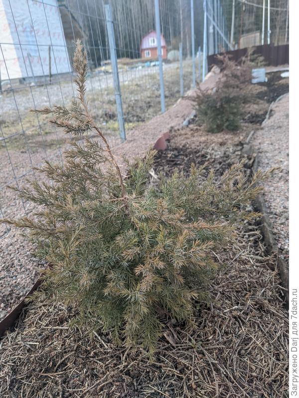 Виргинский. Но есть сомнения. Бурый окрас зимний. Видно, что первый уже меняет его. И ,кстати, ему меньше достается солнца. Падает тень от бытовки. То есть, я хочу сказать, что можжевельники не нуждаются в зимнем укрытии. Если успели укорениться на новом месте. А если не успели, то я не знаю, какие нужны танцы с бубнами. Но пробовать надо:)