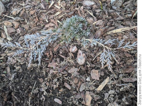 Ещё не помню кто. Перетаскивала с места на место несколько раз за лето. И этим снова перетащу.