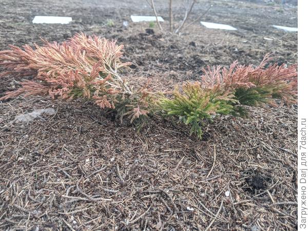 Его брат. Снегом, конечно расплющило.