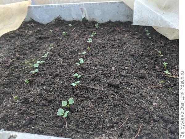 Редис &quot;черриэт&quot; и капуста пак-чой. Возраст неделя