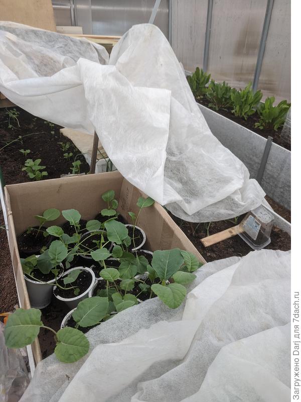 Не теплица, а склад рассады какой-то