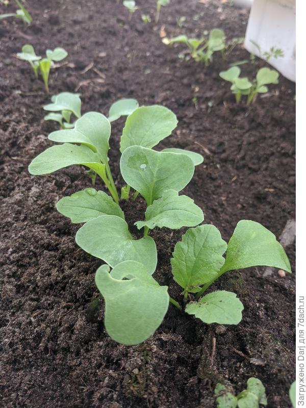 Редис &quot;18 дней&quot; ему три недели