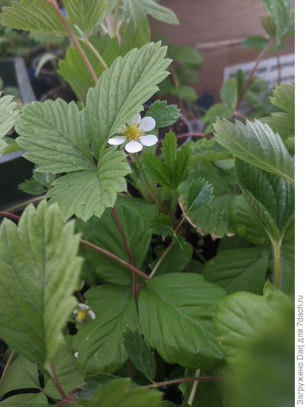 Мелкоплодная Белая Душа или Холидей ( до таблички не добраться)