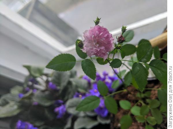 Оконные жители