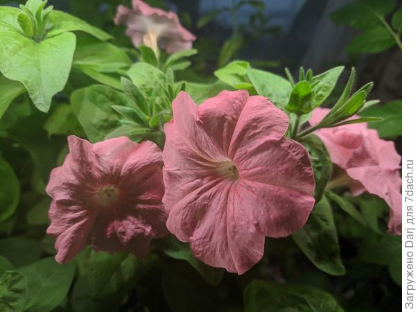 Никогда такого не было и вот опять...