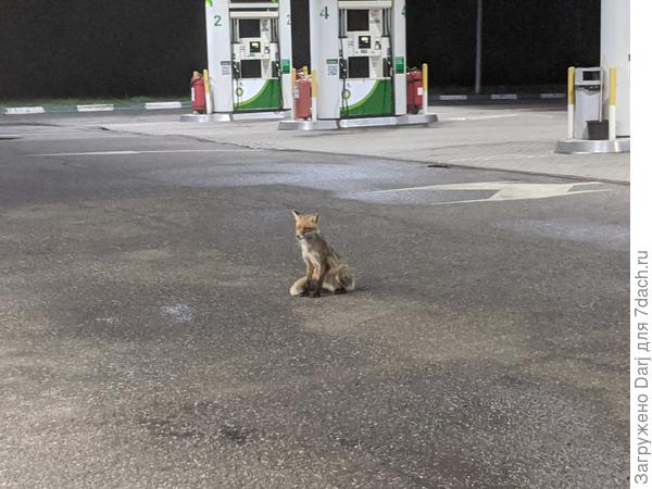 А на обратном пути встретили старого знакомого лиса на заправке. Уже года 4 там пасётся. Сидит, ждёт, когда еду вынесут. Работники станции кормят его регулярно.