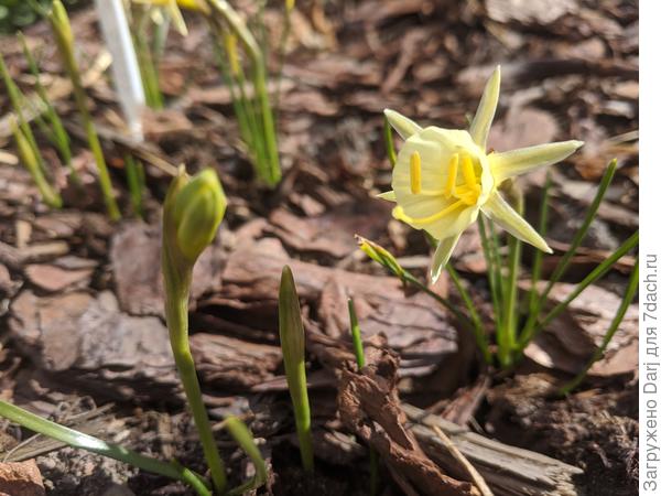 Вот такая мимимишная прелесть открывается. Нарцисс &amp;quot;талия&amp;quot;. Высота 10см.