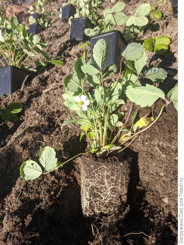 Холидей или Белая Душа. Мелкоплодная.