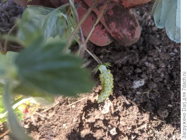 Хоть и кривенькая, да ранняя!!!