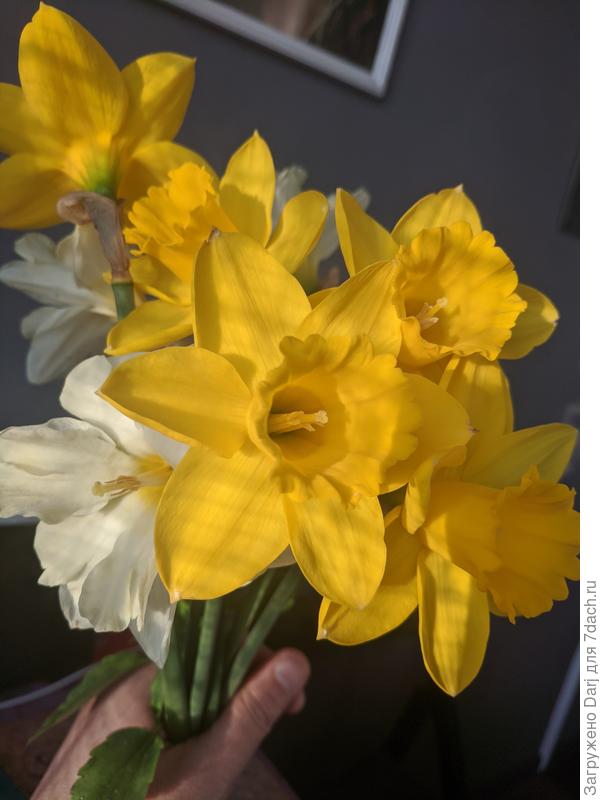 Любуемся дома:)