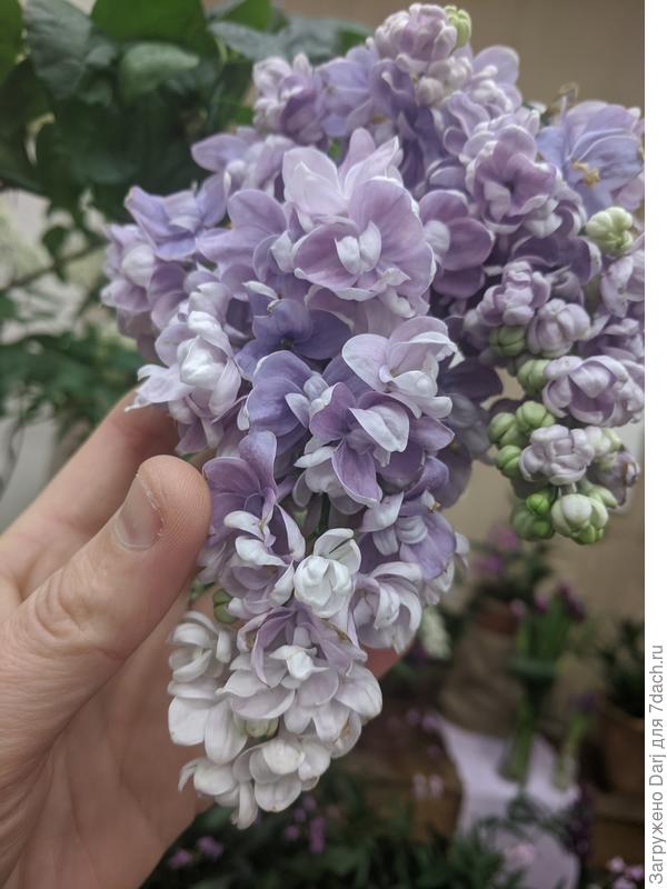 Вот, например, сортовая сирень. Сорт не помню. Сфотографировано на выставке в ботсаду.