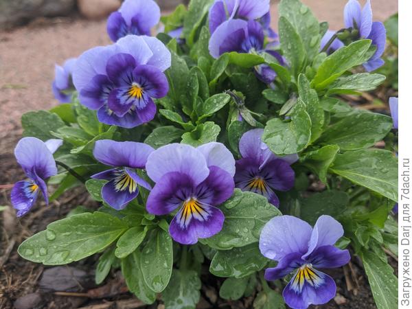 А это рогатая фиалка.