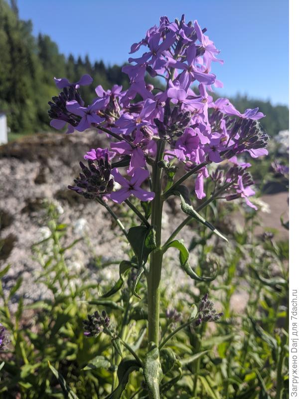 Не повреждённый цветок