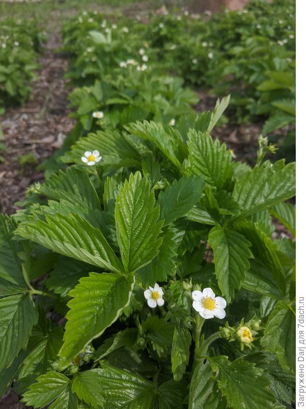 Прошлогодняя плантация. Этот год.
