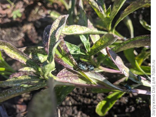 Это они мне так синеголовик ухайдакали... Тоже пришлось травить. Но не хочется всё системным ядом поливать...