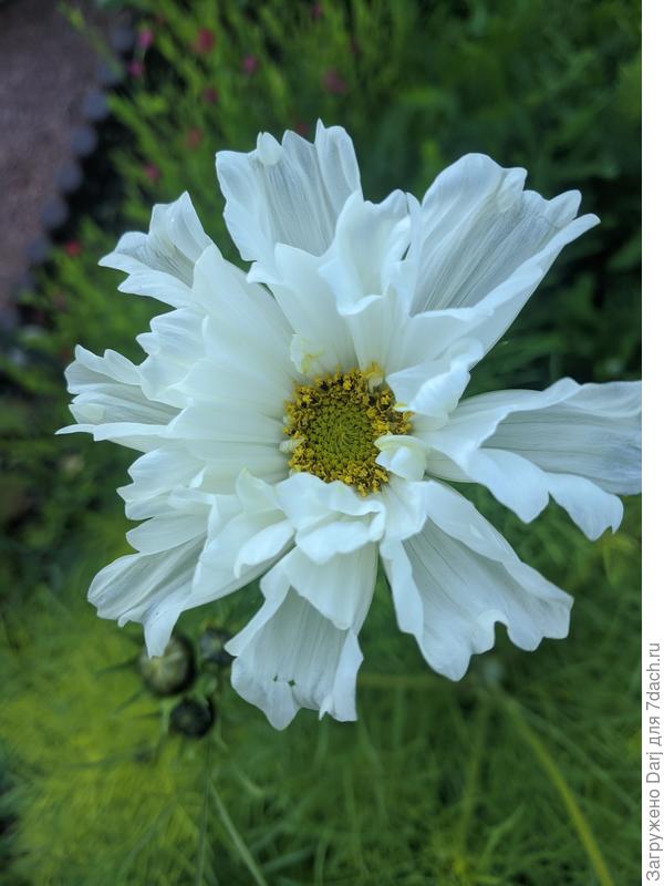 Космея. Кажется сорт назывался &amp;quot;морская раковина&amp;quot; или что-то в этом духе... Очень красивая.