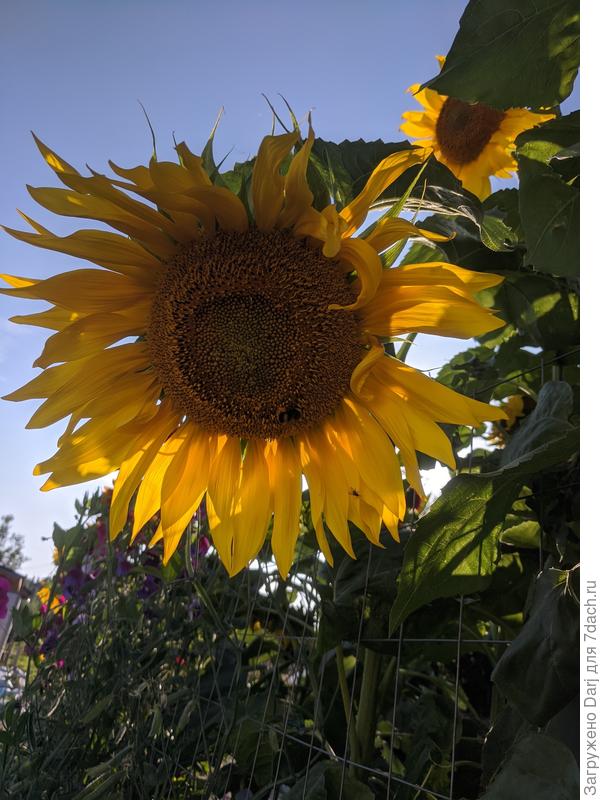 Самая большая ромашка 🤩