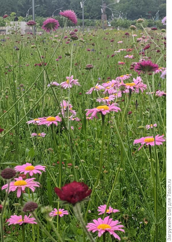 Московские ромашки на ВДНХ