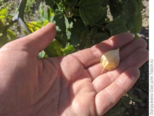 Первые плоды земляничного физалиса