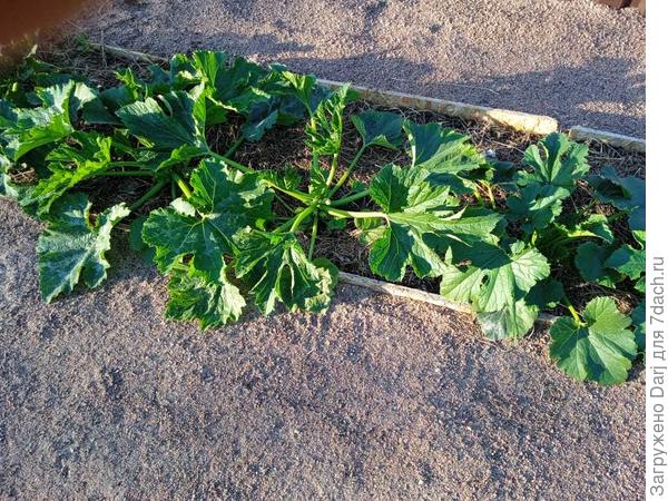 Лопушатся... Начинают цвести. Ура!