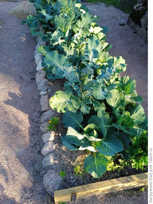 Капустная грядка