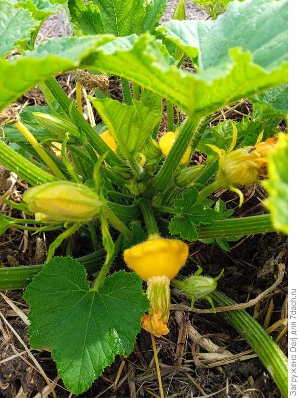 Патиссон "монетки"