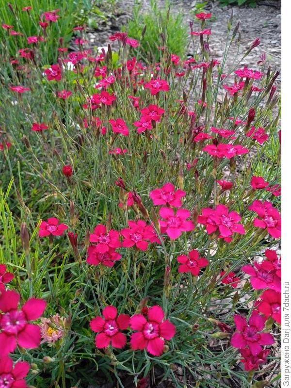 Ещё одна травяника