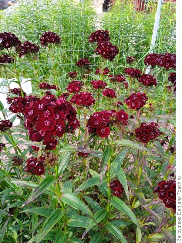 Турецкая гвоздика