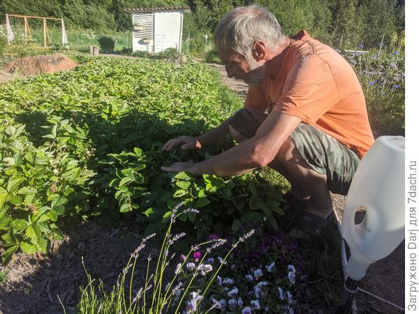Земляничная плантация. Кусты прошлого года. Ягод очень много. И спелых и зелёных. И цветов.