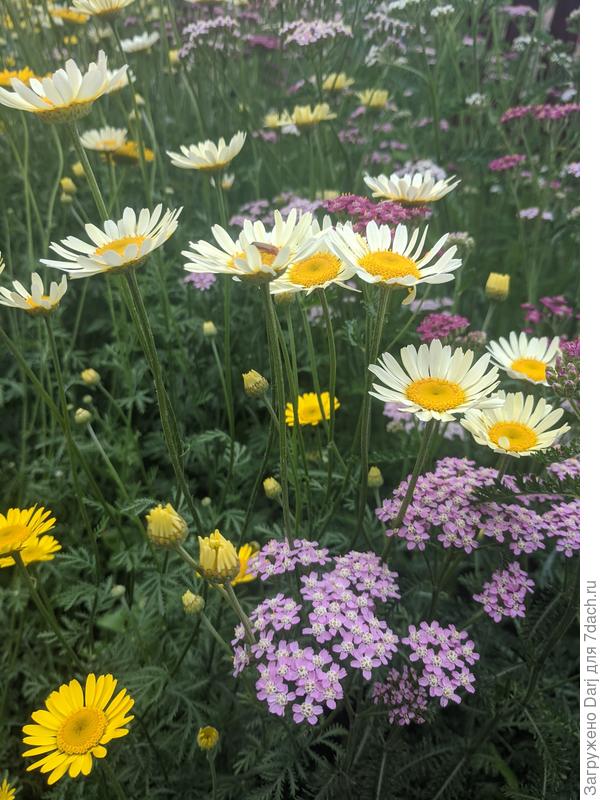 Пупавка и тысячелистник