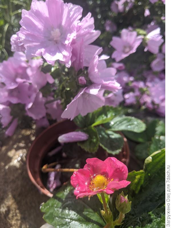 Мальва мускусная и земляника Тоскана