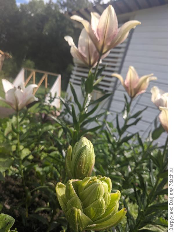 Очень стойкие лилии. Лепестки держатся на нашем ветру уже почти неделю
