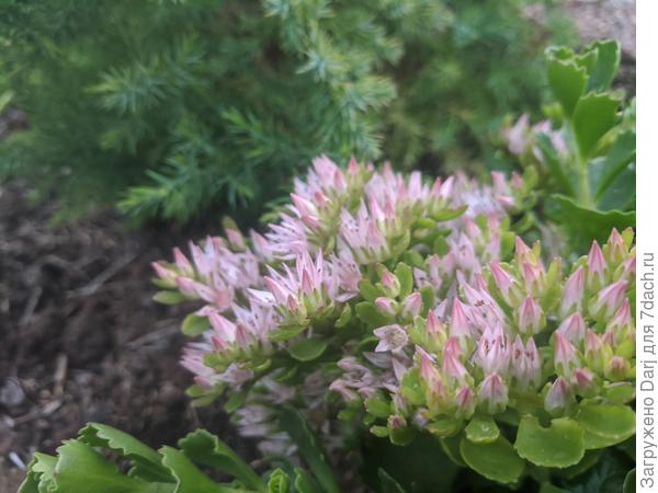 Очиток и можжевельник