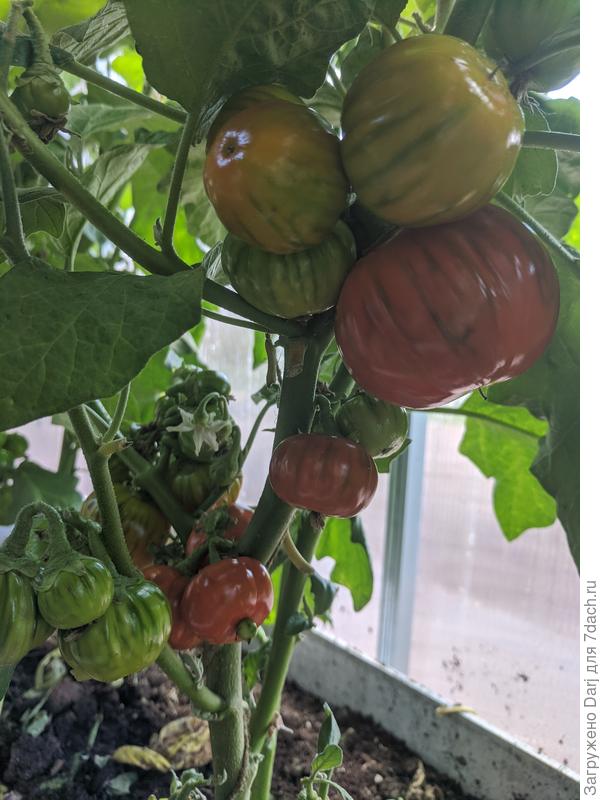 Баклажан Африканец