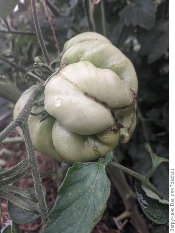 Монст из махрового цветка