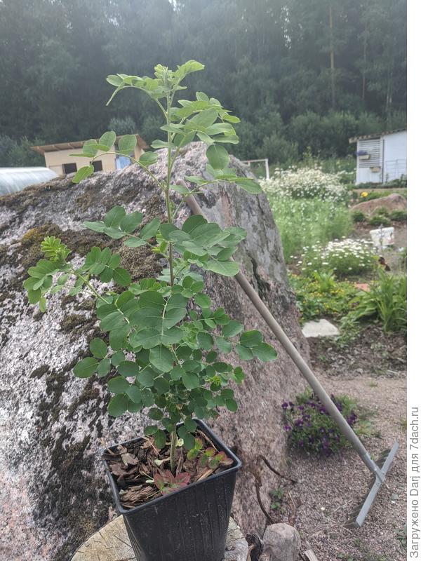 А это какая-то акация... Из семечка... В ботсаду сорвала с куста весной стручок. Вот. Растёт...