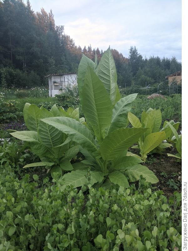 &quot;Юбилейный новый 142&quot; приветливо машет листьями единомышленникам. Посадила из любопытства. Очень красивое растение.