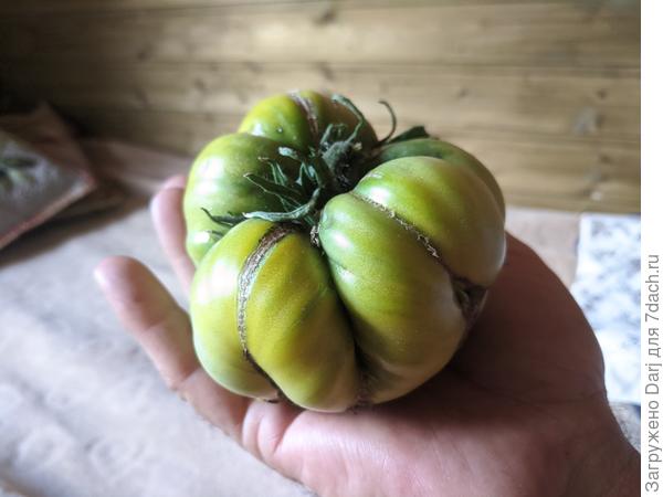 Эхо от Аэлиты. Зеленоплодный. Этот монстр из махрового цветка. Съели.