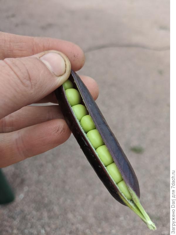 Синий горох. Красивый, но не вкусный