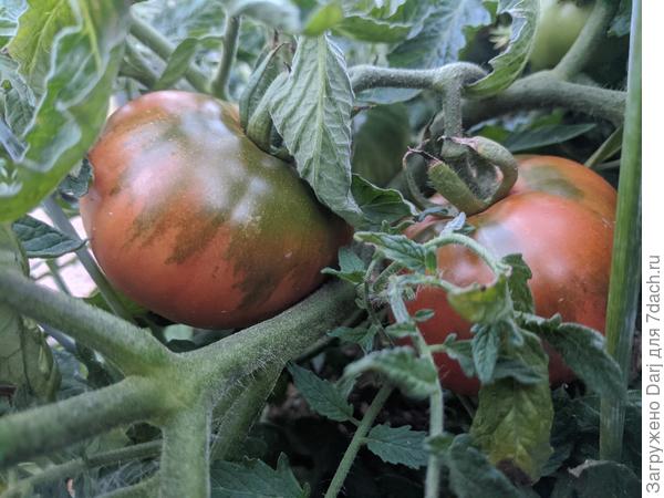 Монгольский карлик в грунте